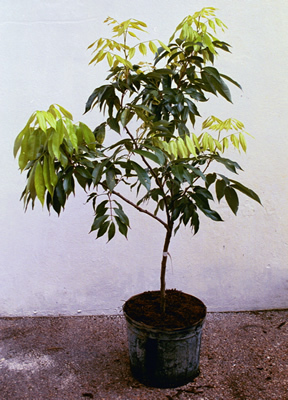 Brewster Lychee Tree